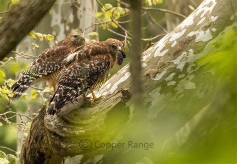 Copper Range | Red-Shouldered Hawk Nest