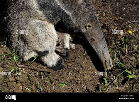 Anteater eating hi-res stock photography and images - Alamy