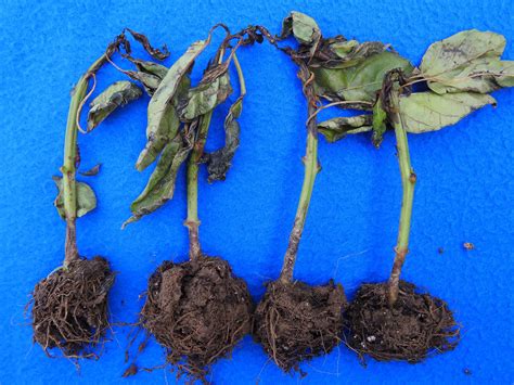 Pythium crown and root rot of pepper | Vegetable Pathology – Long ...