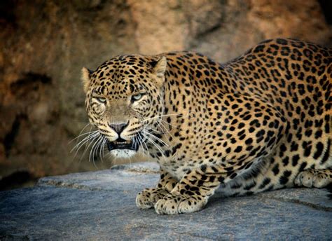 Panther Hunting In Africa Stock Images - Image: 29350834