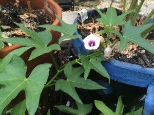 A Volunteered Sweet Potato Flower In My Garden - learnbyblogging.com