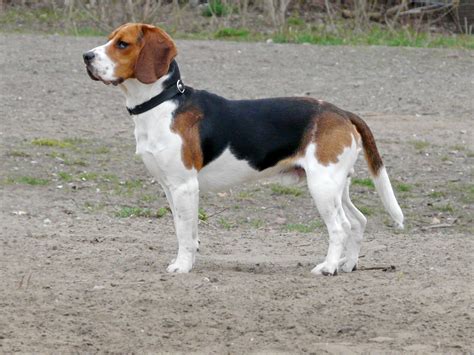 File:Beagle 1.jpg - Wikimedia Commons