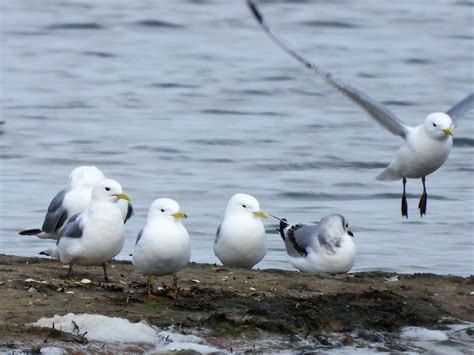 Kittiwake | BirdForum