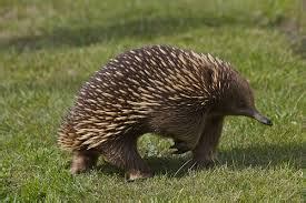 Downunder Daisy: Echidna