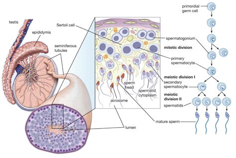 Seminiferous Tubules Diagram Seminiferous Tubules Diagram Cl