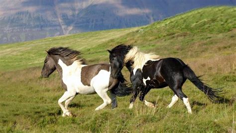 Colors of the Icelandic Horse