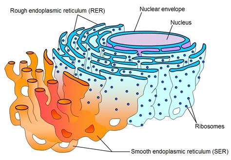 Endoplasmic reticulum- a network of membranous tubules within the cytoplasm of a eukaryotic cell ...