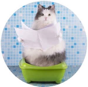 Cat Constipation: Symptoms Causes & Prevention - Cat Food Site