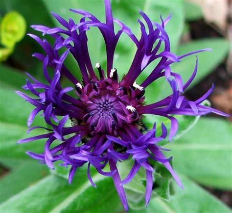 Centaurea Montana