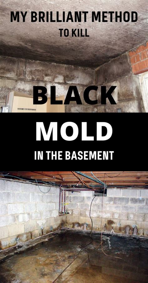 My Brilliant Method To Kill Black Mold In The Basement | xCleaning.net - Your Cleaning Tips ...