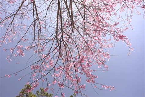 Cherry Blossoms Season in Dalat, Vietnam. Stock Photo - Image of ...