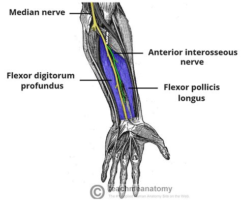 Anterior Interosseous Nerve - Course - Motor Functions - TeachMeAnatomy