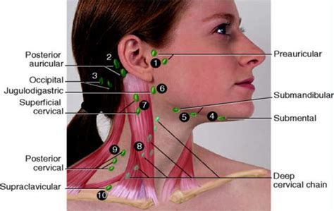 Where Are Lymph Nodes Located - RomankruwWolf