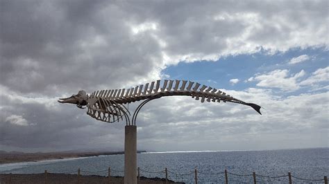 Cuvier's Beaked Whale Skeleton (El Cotillo) - Lohnt es sich? (Mit fotos)