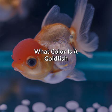 What Color Is A Goldfish - colorscombo.com