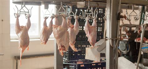 How to Process Chicken Meat Industrially