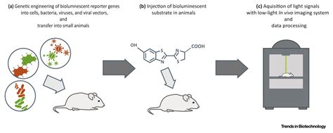 In Vivo Molecular Bioluminescence Imaging: New Tools and Applications ...