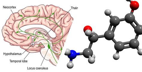 Norepinephrine Function, Deficiency and How to Increase - Dr. Axe