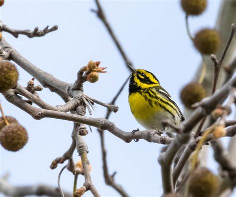 Townsend's warbler - song / call / voice / sound.