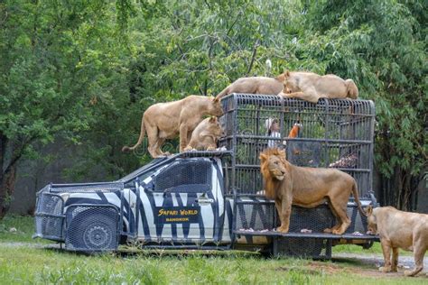 Feeding of Lion at Safari World Open Zoo in Bangkok, Thailand Editorial Image - Image of garden ...