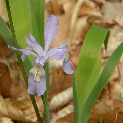 Iris cristataDwarf Crested Iris – DROPSEED