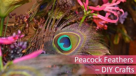 Peacock Feathers - DIY Crafts