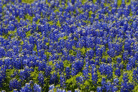 2023 Wildflower Forecast: Bluebonnets Arrive Early Ahead of a Lush ...