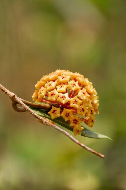 Premium Photo | Beautiful orange hoya flower blooming background