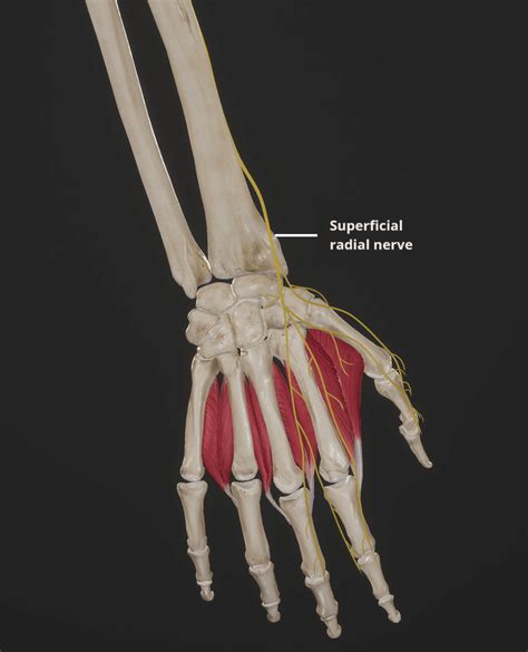 Superficial Radial Nerve - Course - Functions - TeachMeAnatomy