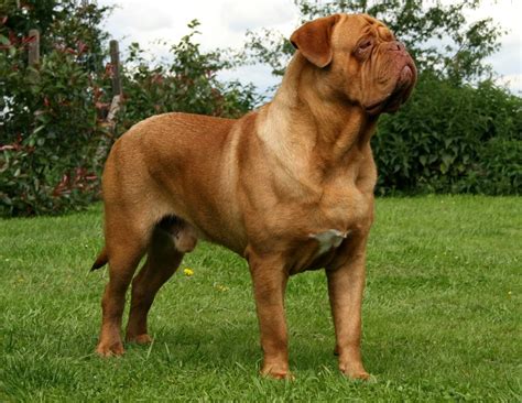 Dogue de Bordeaux | Wild Life World