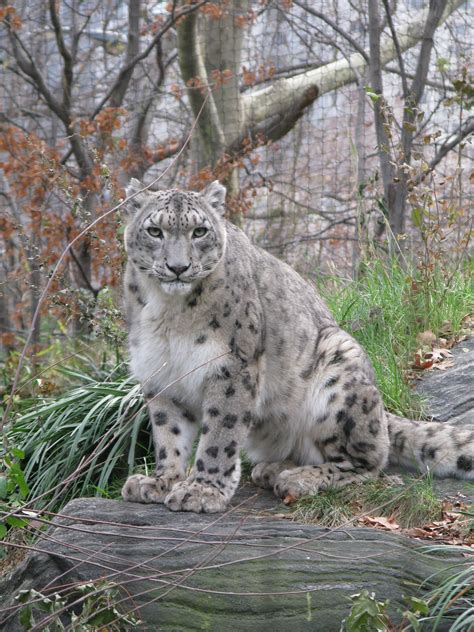 Snow leopard Central Park Zoo New York | Snow leopard, Visual ...