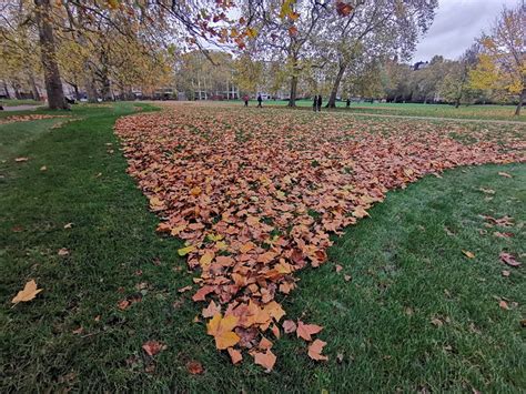 London’s Green Park in magnificent autumnal hues, Nov 2020