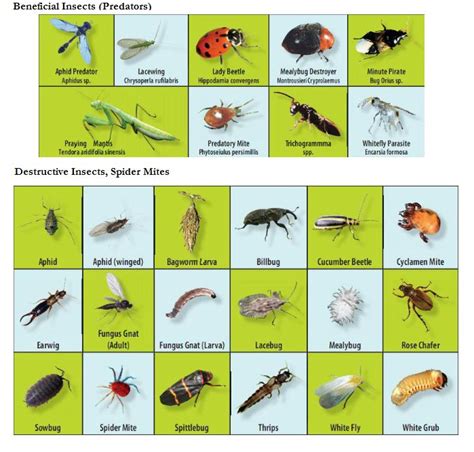 Beneficial and Destructive Garden Insects Chart | Beneficial insects, Garden insects, Garden ...