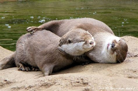 Otter cuddles Cute Kawaii Animals, Cute Funny Animals, Cute Cats, Otters Hugging, Animals And ...