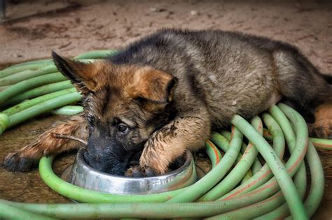 The Best Dog Food for German Shepherds - PetHelpful