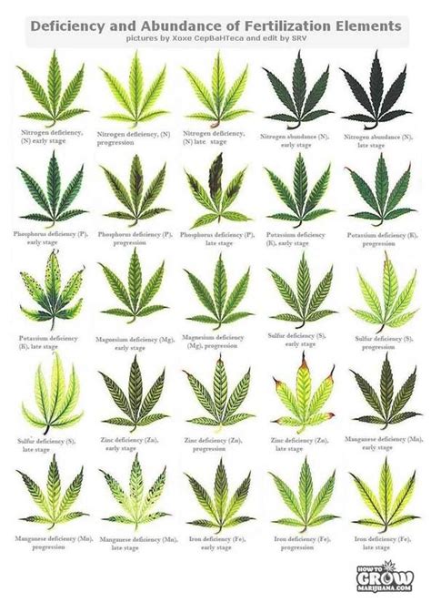 Light green spots? - Diseases - I Love Growing Marijuana Forum