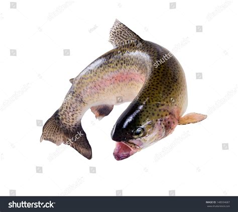 Rainbow Trout Jumping Out Stock Photo (Edit Now) 148934687