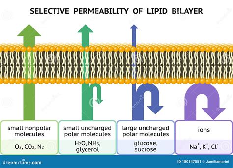 Selective Permeability Of Lipid Bilayer Semipermeable Cell Membrane | The Best Porn Website