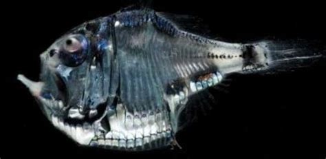 Marble Hatchetfish