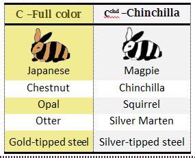 Rabbit Color Genetics: Self Chinchilla Explained – Rabbit Smarties