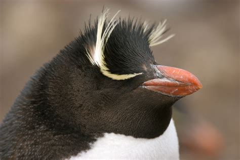 Rockhoppers are the smallest example of crested penguins. Their yellow “eyebrow” is called a ...