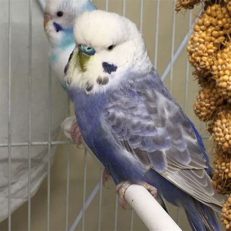 253 best Budgies images on Pinterest