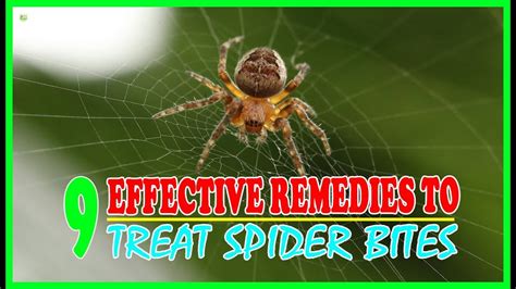 9 Effective Home Remedies To Treat Spider Bites - Brown Recluse Spider Bite Treatment - YouTube