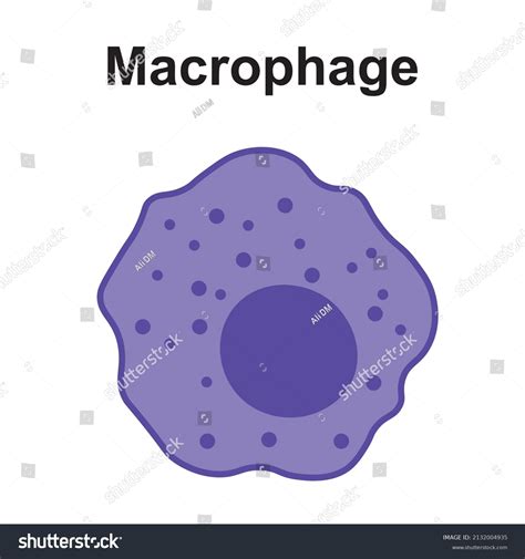 4,923 Macrophage Images, Stock Photos, 3D objects, & Vectors | Shutterstock