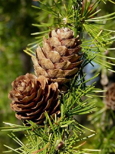 Ripe Pine Cones of European Larch Tree : Photos, Diagrams & Topos : SummitPost