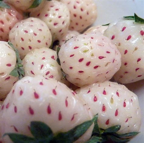 White Pineberry Strawberry Plants – NoveltyStreet