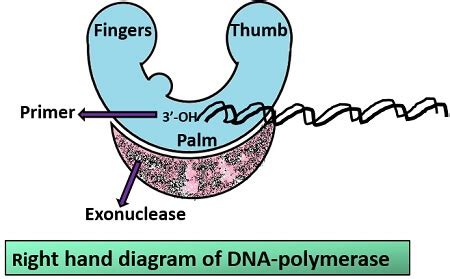 What is DNA polymerase? Definition, Prokaryotic DNA polymerases ...