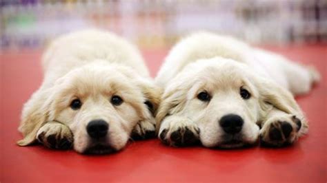 Dog-cloning: Yours for $100,000 - BBC Future