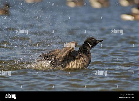 Brant Goose Stock Photo - Alamy