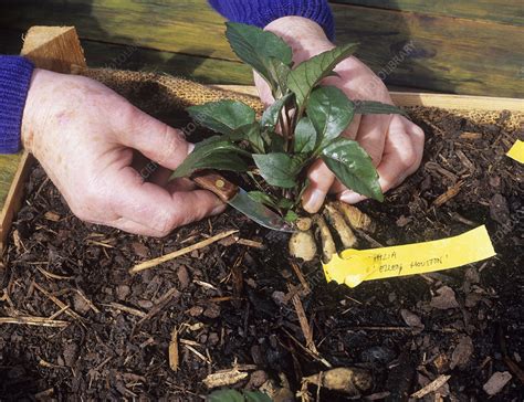 Dahlia propagation - Stock Image - B630/0534 - Science Photo Library